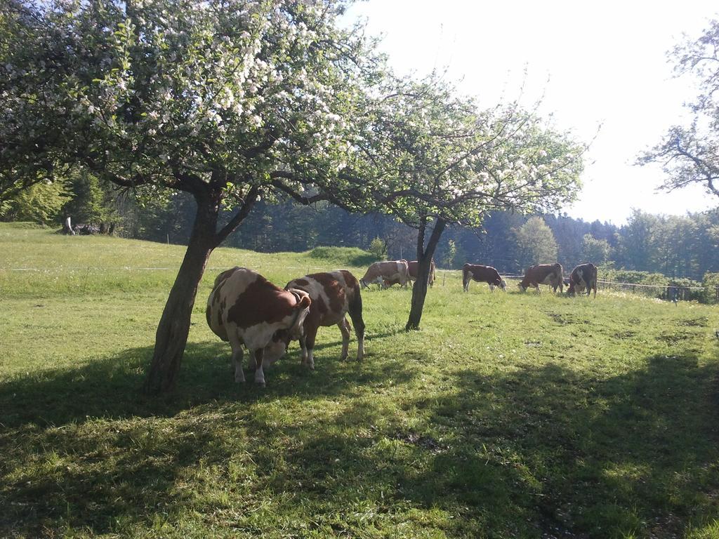 Appartamento Haus Schrei Grundlsee Esterno foto