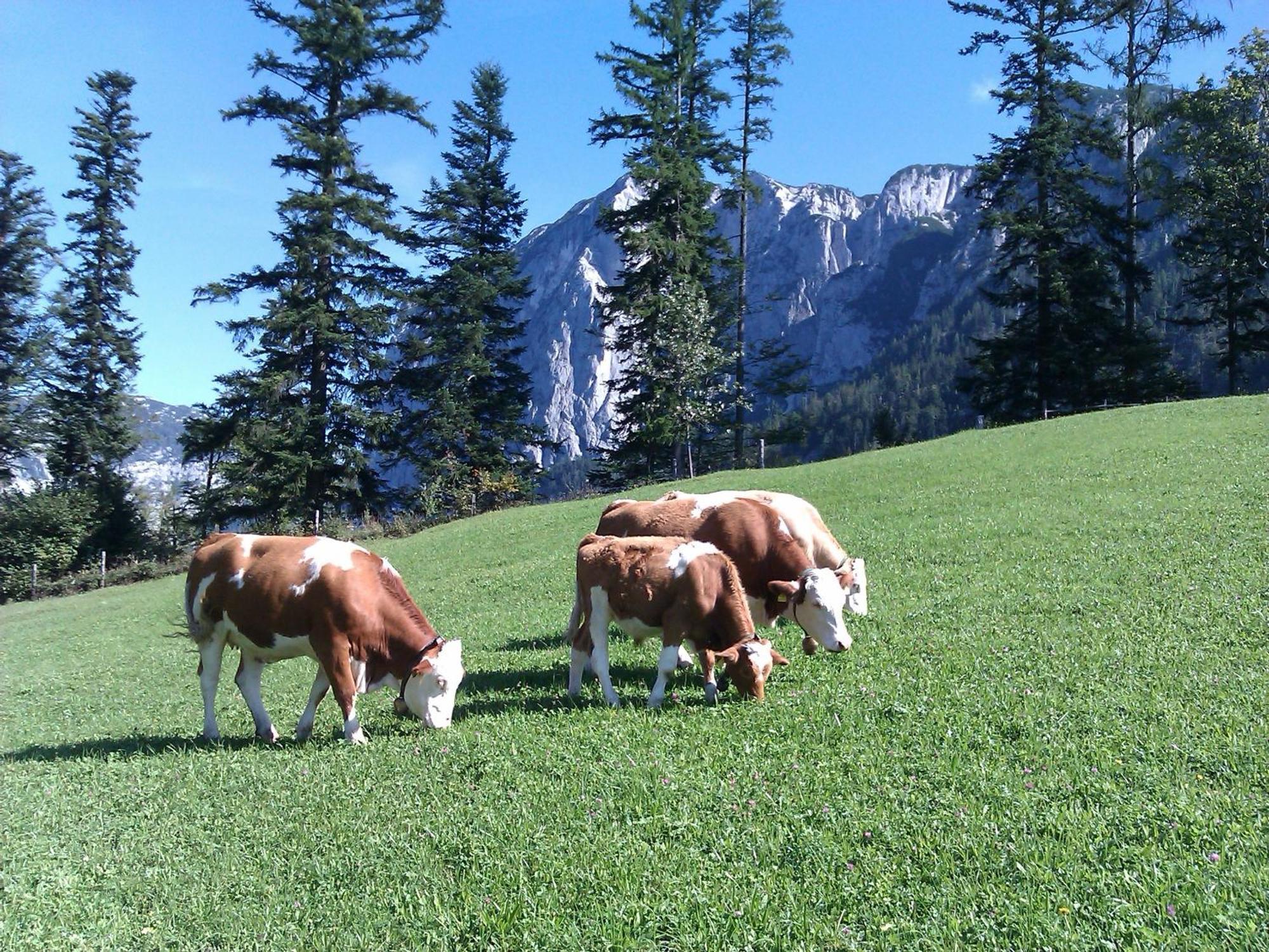 Appartamento Haus Schrei Grundlsee Esterno foto